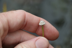 Eriocaulon australe