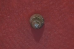 Barleeia unifasciata