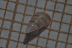 Cingula trifasciata