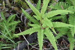 Dicranopteris linearis linearis