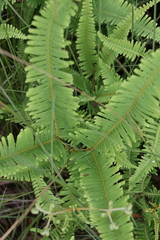 Dicranopteris linearis linearis