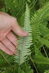 Dicranopteris linearis linearis