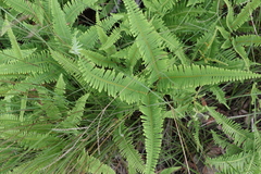Dicranopteris linearis linearis