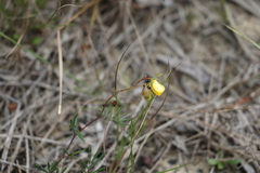 Gompholobium pinnatum