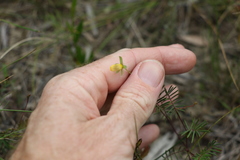 Gompholobium pinnatum