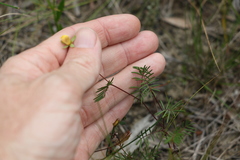 Gompholobium pinnatum