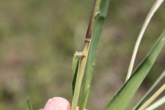 Urochloa piligera