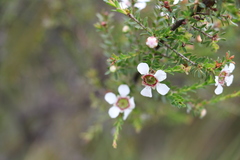 Leptospermum liversidgei