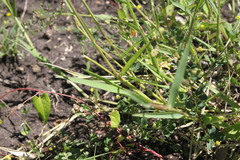 Urochloa piligera