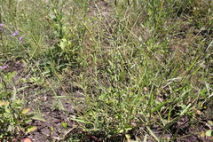 Urochloa piligera