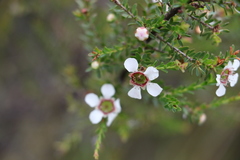 Leptospermum liversidgei