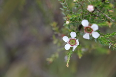 Leptospermum liversidgei