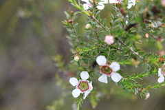 Leptospermum liversidgei