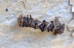 Phigalia pilosaria