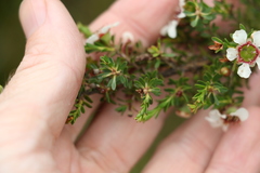 Leptospermum liversidgei