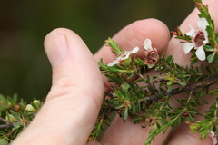 Leptospermum liversidgei