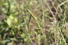 Urochloa piligera