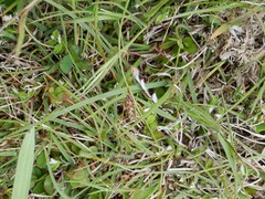 Leptostigma setulosum