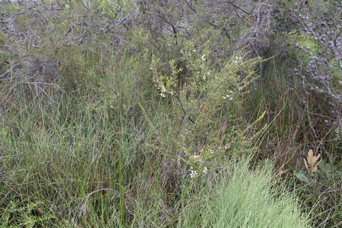 Image of Lemon-Scented Tea-Tree (Leptospermum liversidgei) by (c) Greg Tasney, some rights reserved (CC BY-SA)