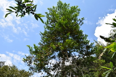 Lacmellea