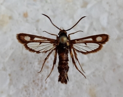 Chamaesphecia doleriformis