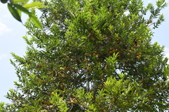 Lacmellea