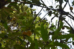 Lacmellea