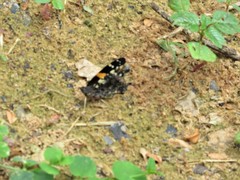 Vanessa hippomene hippomene