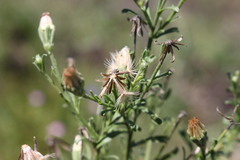 Vittadinia pterochaeta