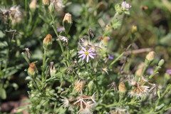 Vittadinia pterochaeta