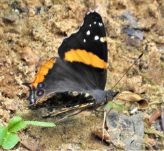 Vanessa hippomene hippomene