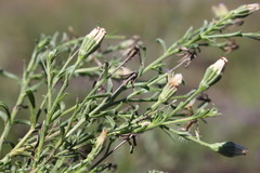 Vittadinia pterochaeta