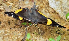 Vanessa hippomene hippomene