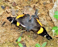 Vanessa hippomene hippomene