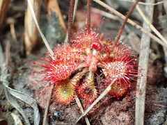 Drosera burkeana