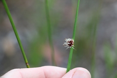Chorizandra sphaerocephala