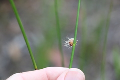 Chorizandra sphaerocephala