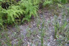 Chorizandra sphaerocephala