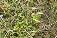 Hibbertia salicifolia