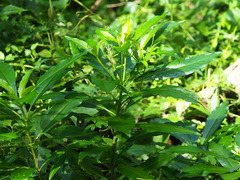 Rauvolfia verticillata