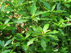 Rauvolfia verticillata