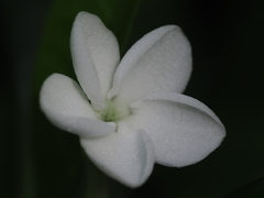 Rauvolfia verticillata