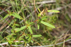 Hibbertia salicifolia