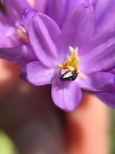 iNaturalist observation photo of Cucujiform Beetles