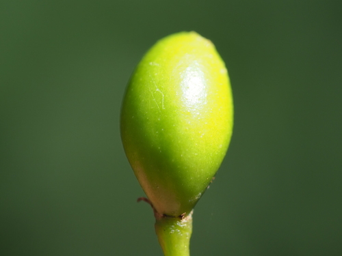 Image of Rauvolfia verticillata by no rights reserved
