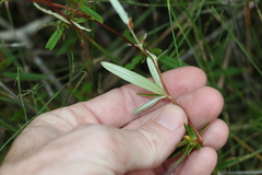Hibbertia salicifolia