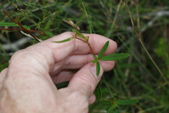 Hibbertia salicifolia