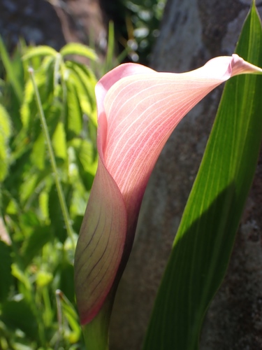 Zantedeschia rehmannii