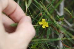 Hibbertia salicifolia