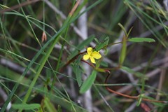 Hibbertia salicifolia